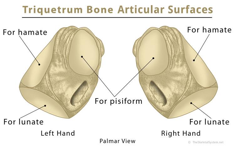 Triquetrum Bone Location, Anatomy, Function, & Diagram | The Skeletal