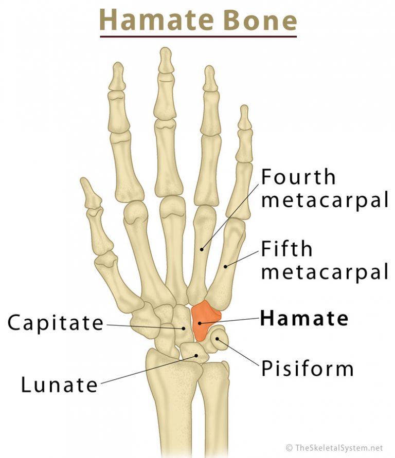 Hamate Bone Definition, Location, Anatomy, Function, & Diagram