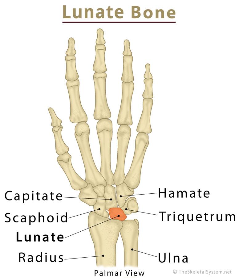 Lunate Bone: Definition, Location, Anatomy, Function, Diagram
