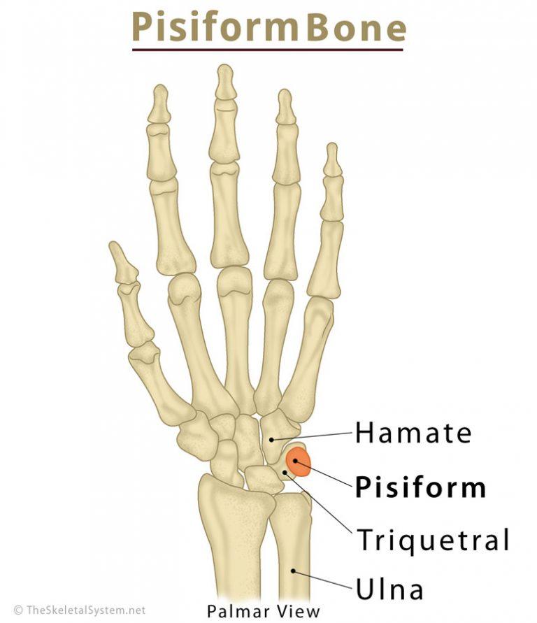 Pisiform Bone Definition, Location, Anatomy, Functions, & Diagram