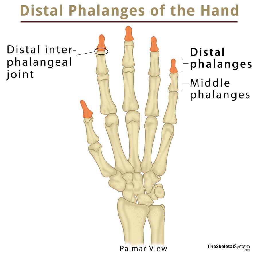 Distal Phalangeal Joint