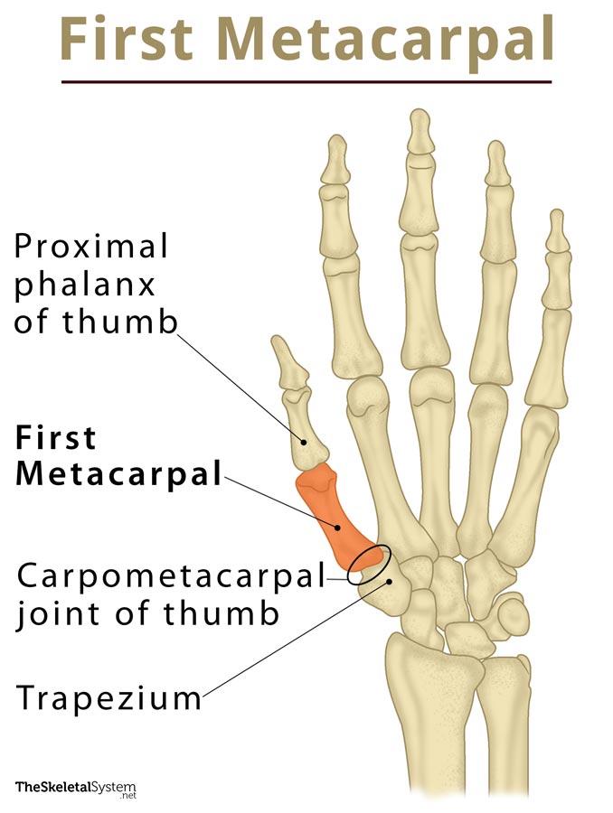 First Metacarpal: Definition, Location Anatomy, Diagram