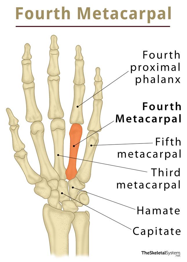 Metacarpals Definition Anatomy Anatomical Charts And Posters