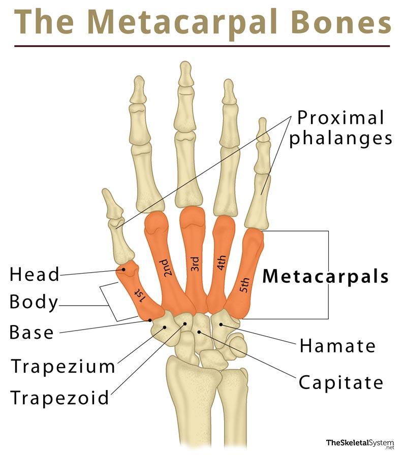 Metacarpals: Definition, Location, Anatomy, Function, Diagram