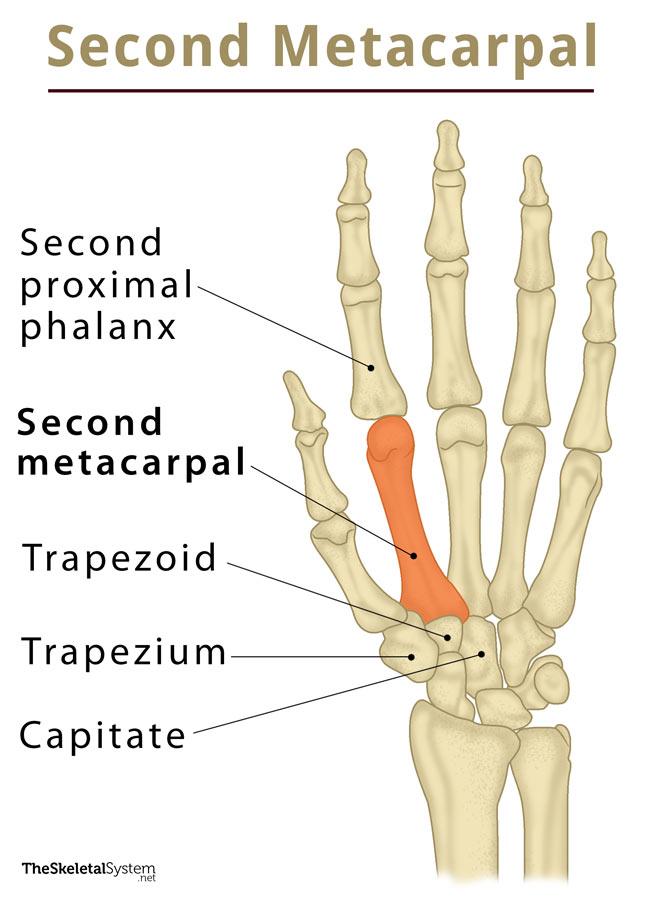 Second Metacarpal: Definition, Location, Anatomy, Diagram