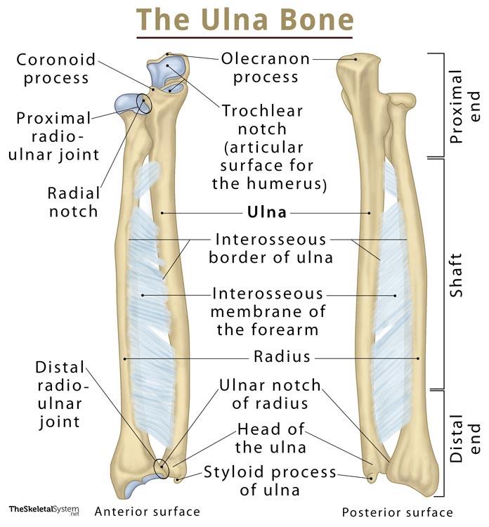 Ulna  Definition  Location  Anatomy  Functions  Diagram