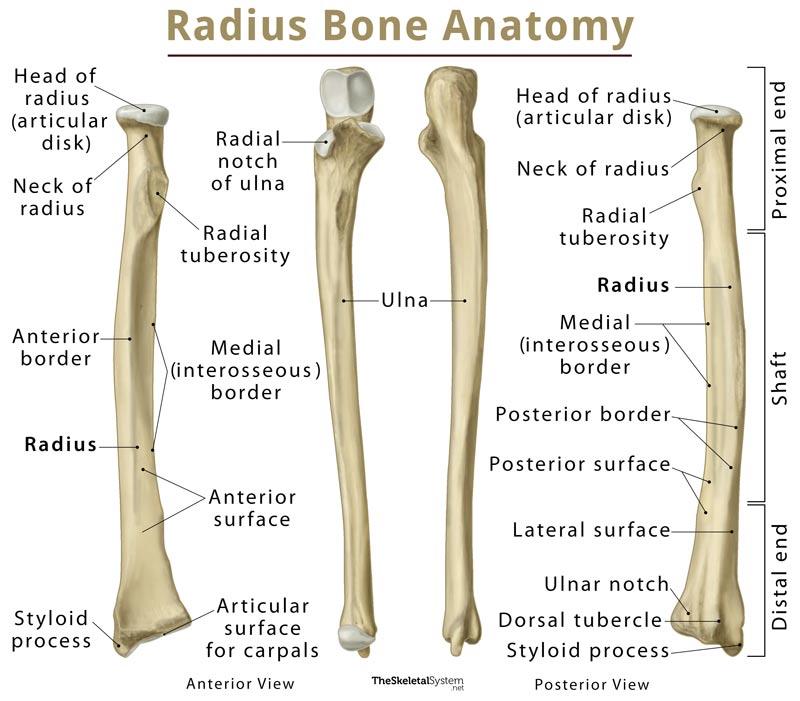 해부학 공부 #7 팔 Humerus (상완골), Radius (요골,노뼈), Ulna(척골,자뼈) : 네이버 블로그