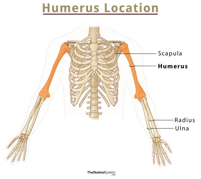 Humerus – Definition, Location, Anatomy, Functions, and Diagram