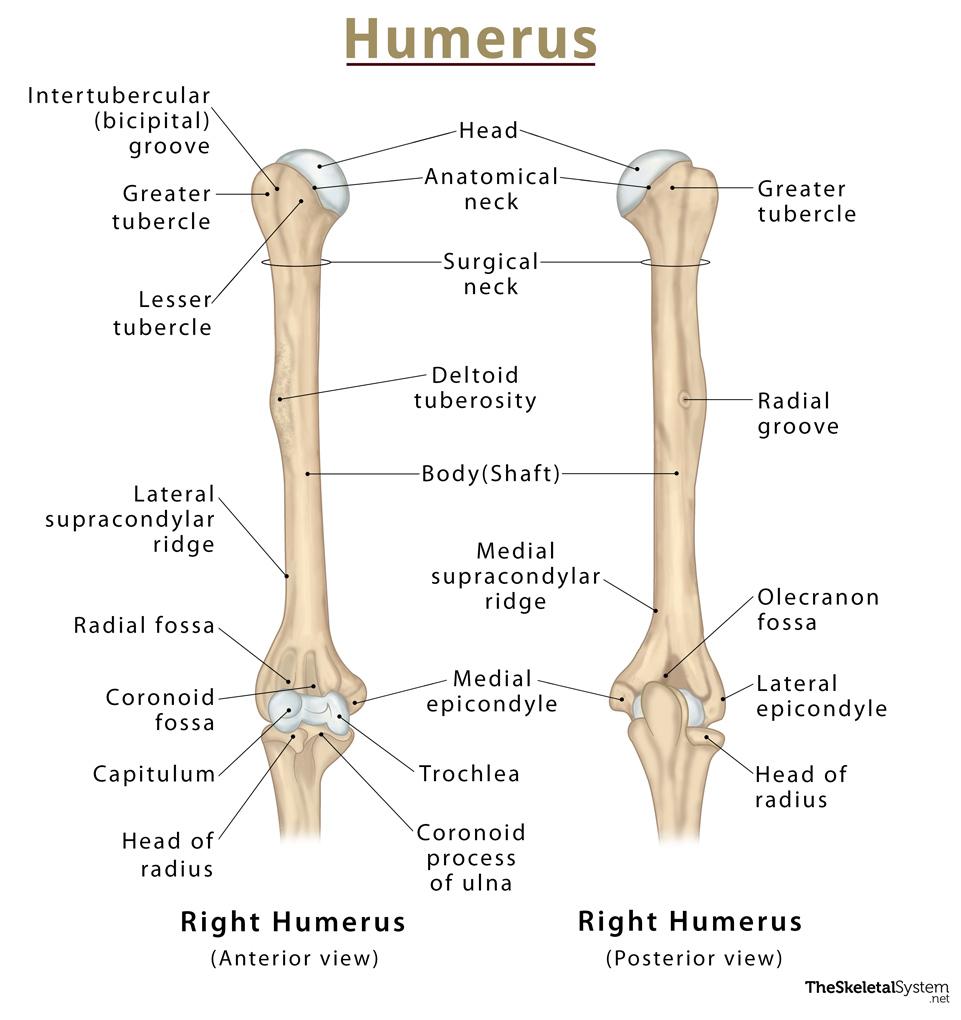 Humerus – Definition, Location, Anatomy, Functions, and Diagram