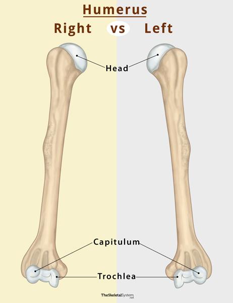 Humerus (Bone): Anatomy, Location & Function
