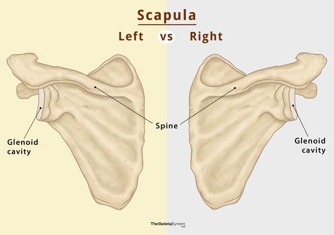 Scapula (Shoulder Blade) Anatomy – Earth's Lab