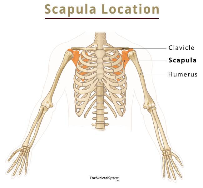 Scapula (Shoulder Blade) Anatomy – Earth's Lab