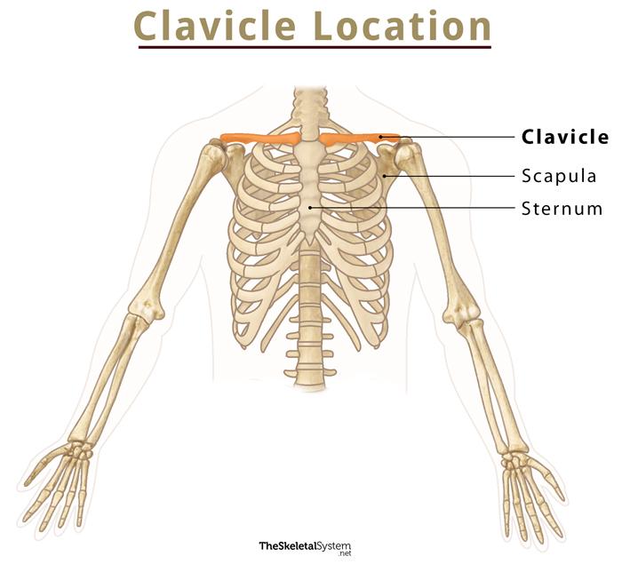 The clavicle connects the shoulders to the rest of the skeleton. Do you  know it's another name? ​​ Test your knowledge and stand a chance…