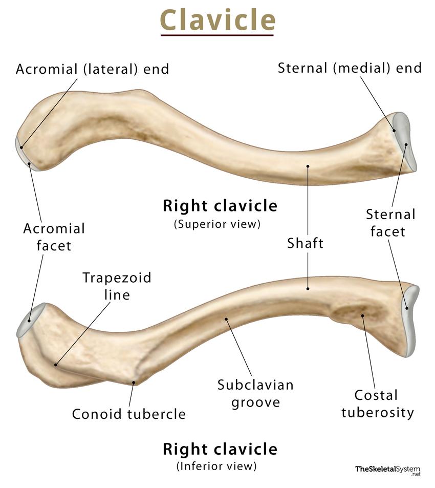 Clavicle Collarbone Location Anatomy And Labeled Diagram