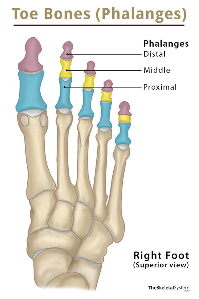 Toe Bones (Phalanges of the Foot) Anatomy, Location, & Diagram