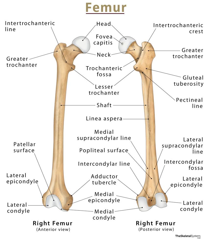 Femur Anatomie