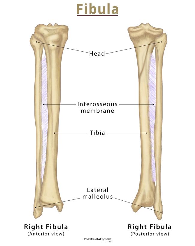 Fibula Definition Location Anatomy Functions And Diagrams