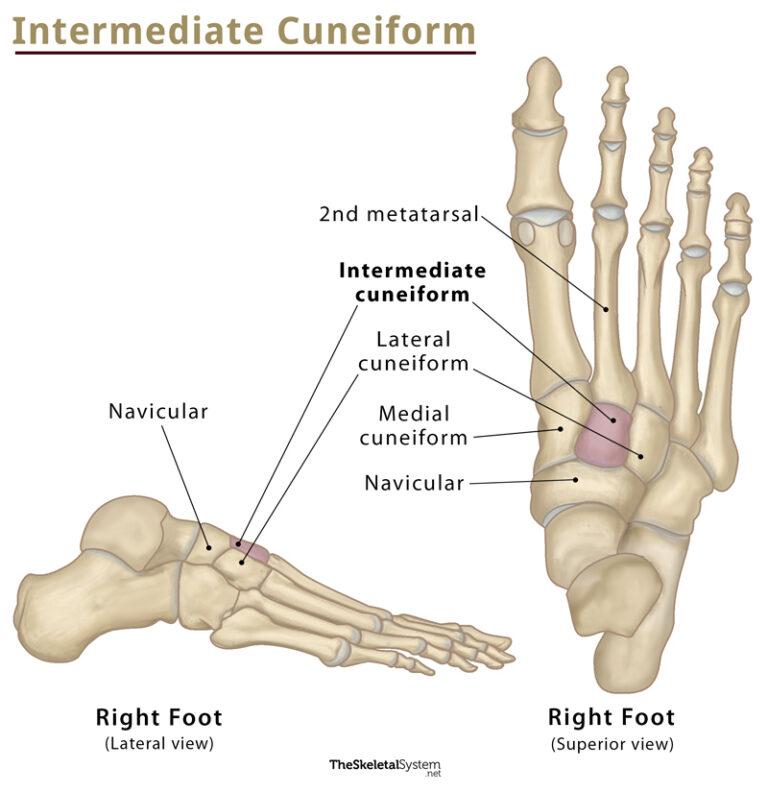 Cuneiform bones definition location anatomy diagrams