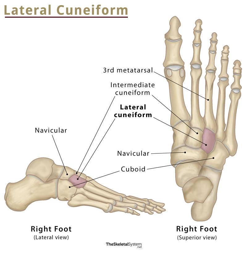 Cuneiform Bones - Definition, Location, Anatomy, & Diagrams