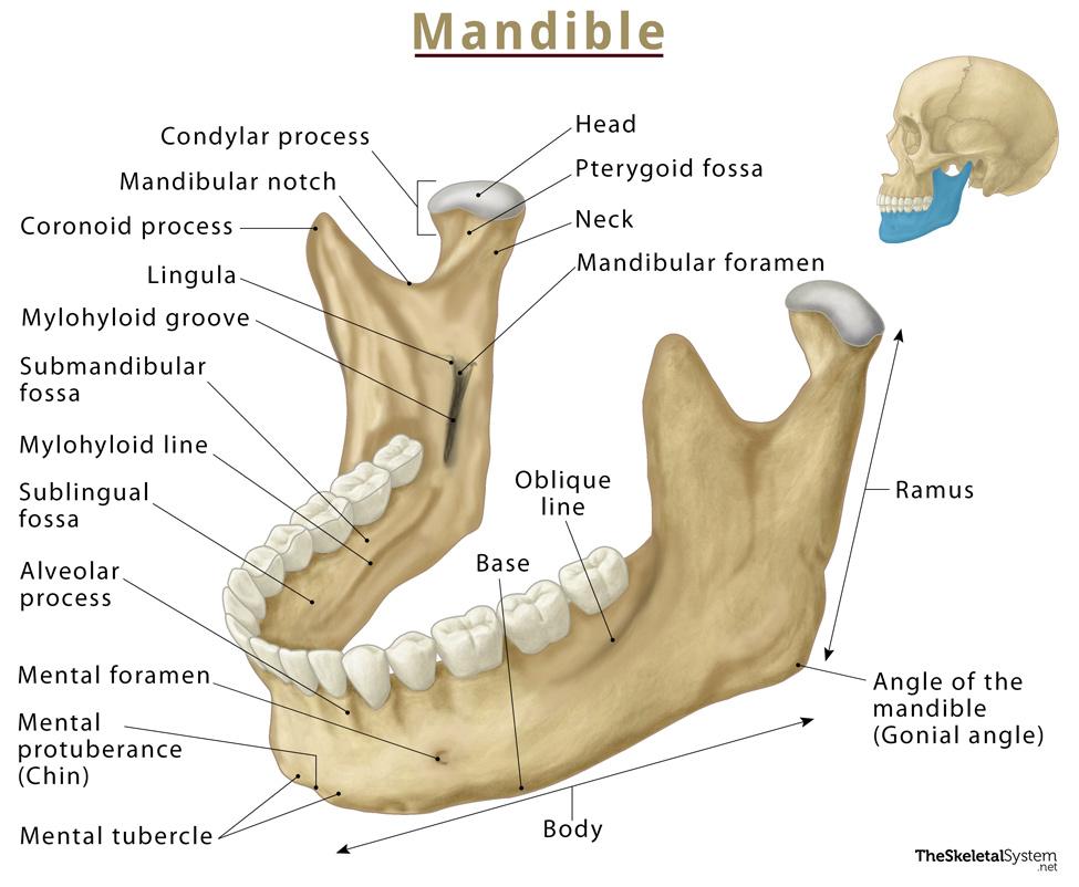 Anatomy of the Mandible: Easy and Quick Guide — Eightify