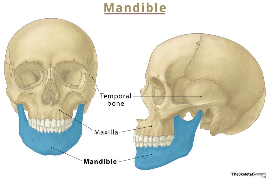 maxilla anatomy