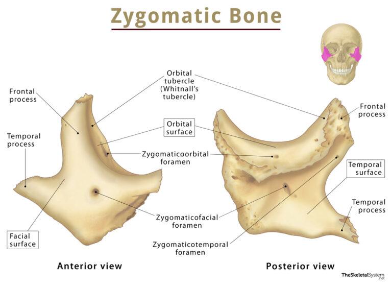 Zygomatic Bone Cheekbone Functions Anatomy And Diagram 