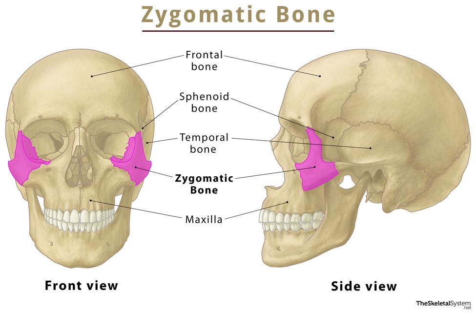 zygomatic bone maxillary process