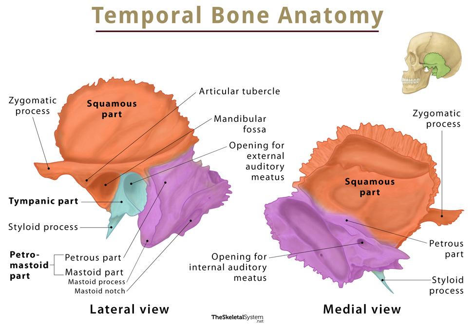 Petrous Temporal Bone