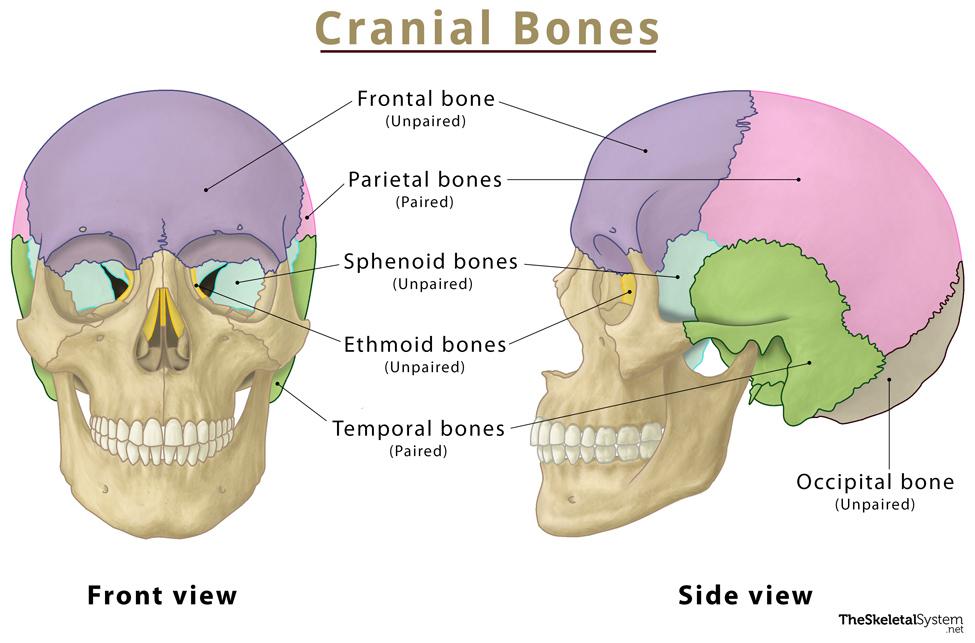 Cranial Bones Names Anatomy Location And Labeled Diagram 