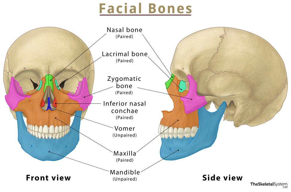 The Skull: Names of Bones in the Head, with Anatomy, & Labeled Diagram