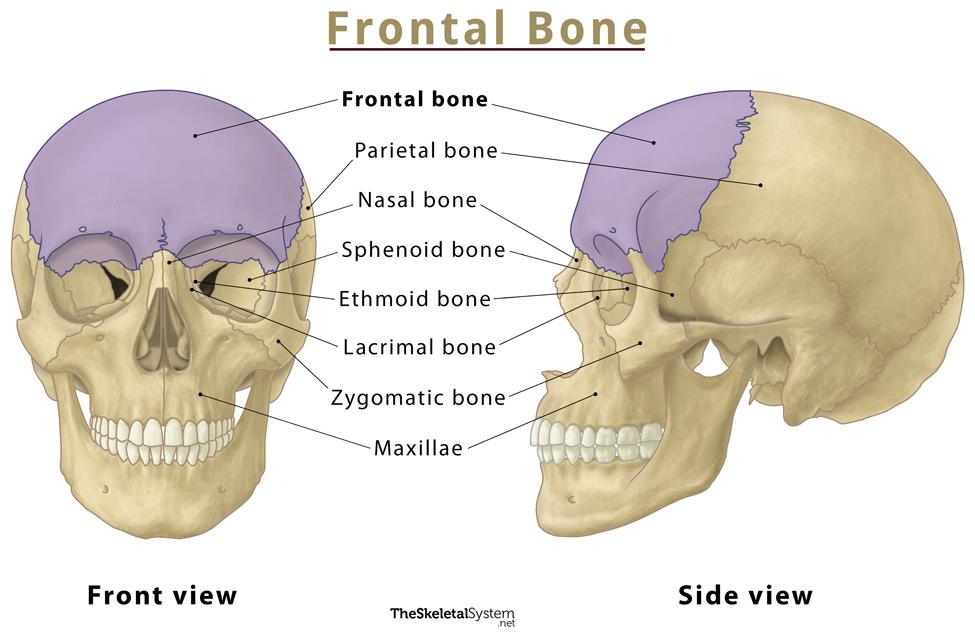 Frontal Bone Anatomy