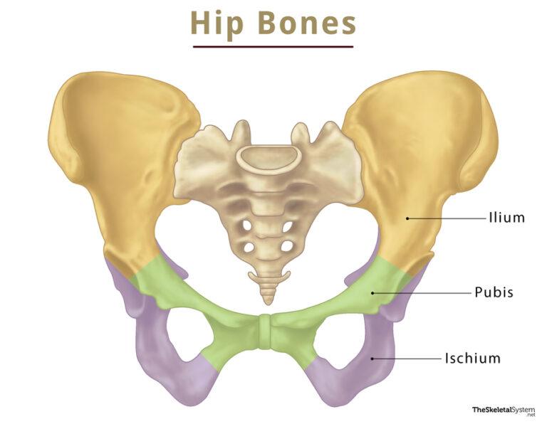 Hip Bone Coxal Bone Anatomy Location Functions And Diagram