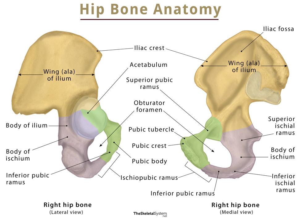 Hip Bone Coxal Bone Anatomy Location Functions And Diagram