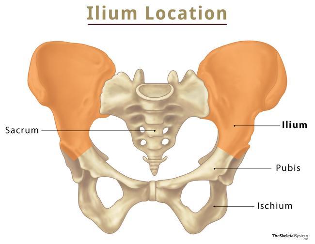 Is it just a coincidence that a bone in the pelvis is called the ilium and Troy from the Iliad is also called the ilium? Is there some sort of connection in