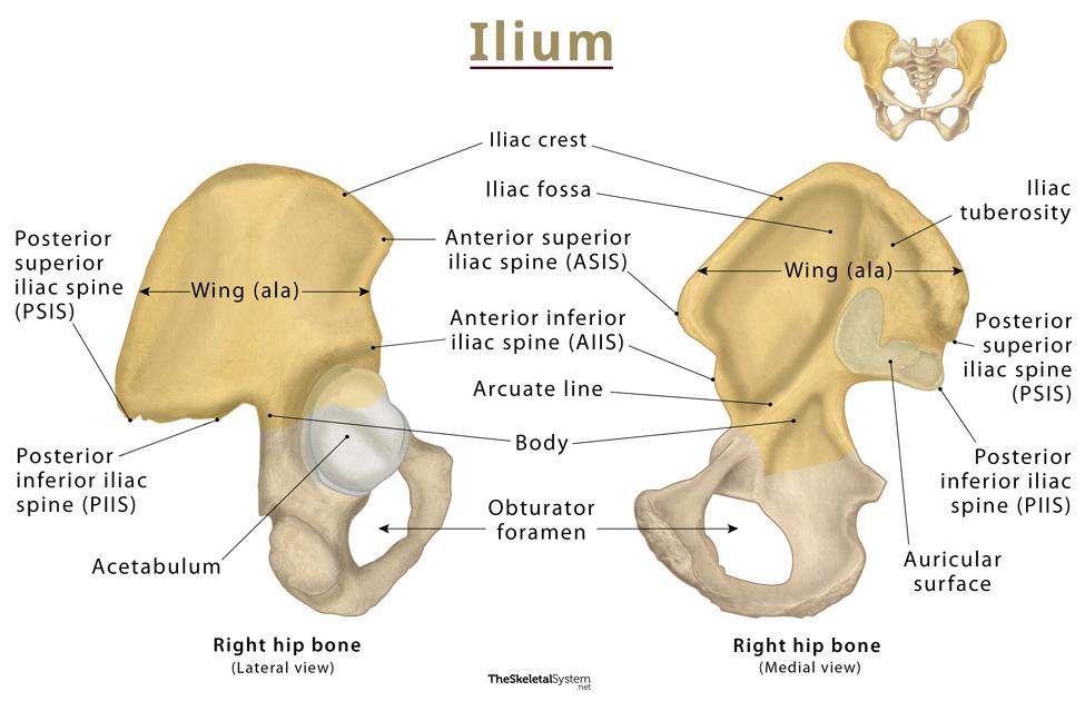 Is it just a coincidence that a bone in the pelvis is called the ilium and  Troy from the Iliad is also called the ilium? Is there some sort of  connection in