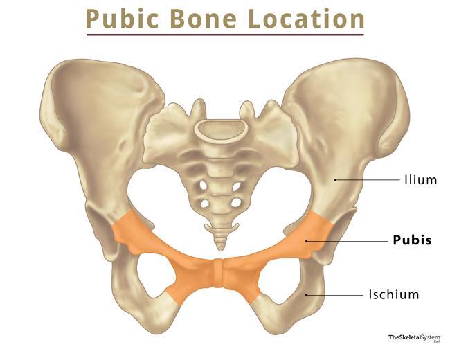 Pubis (Pubic Bone) – Anatomy, Location, Functions, & Diagram