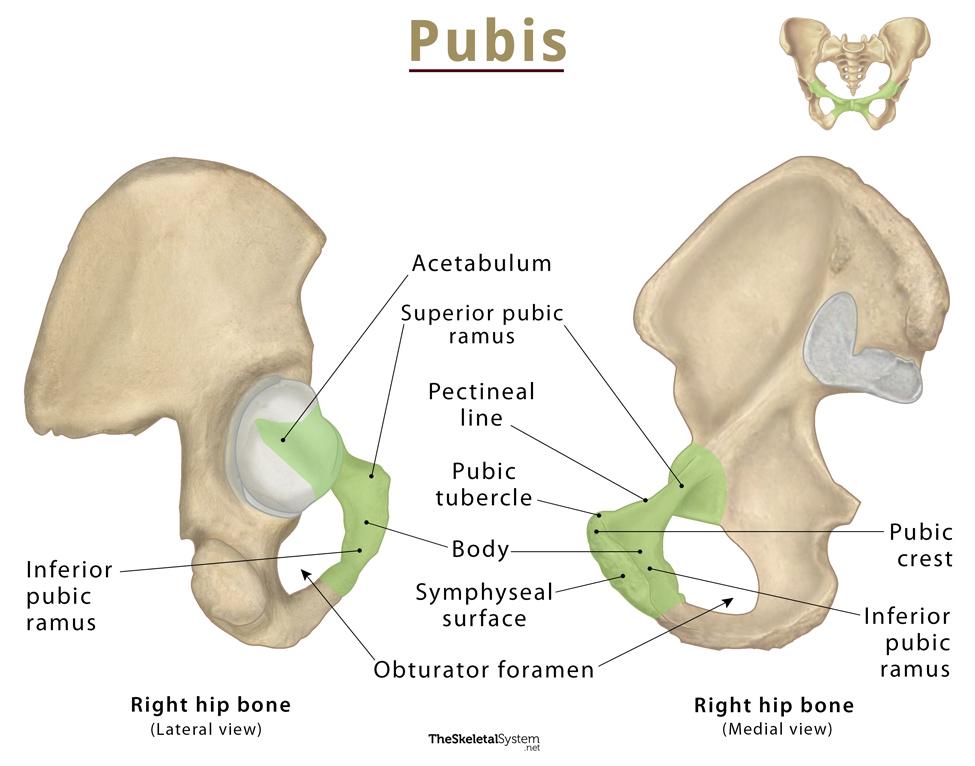Pubis (Pubic Bone) - Anatomy, Location, Functions, & Diagram.