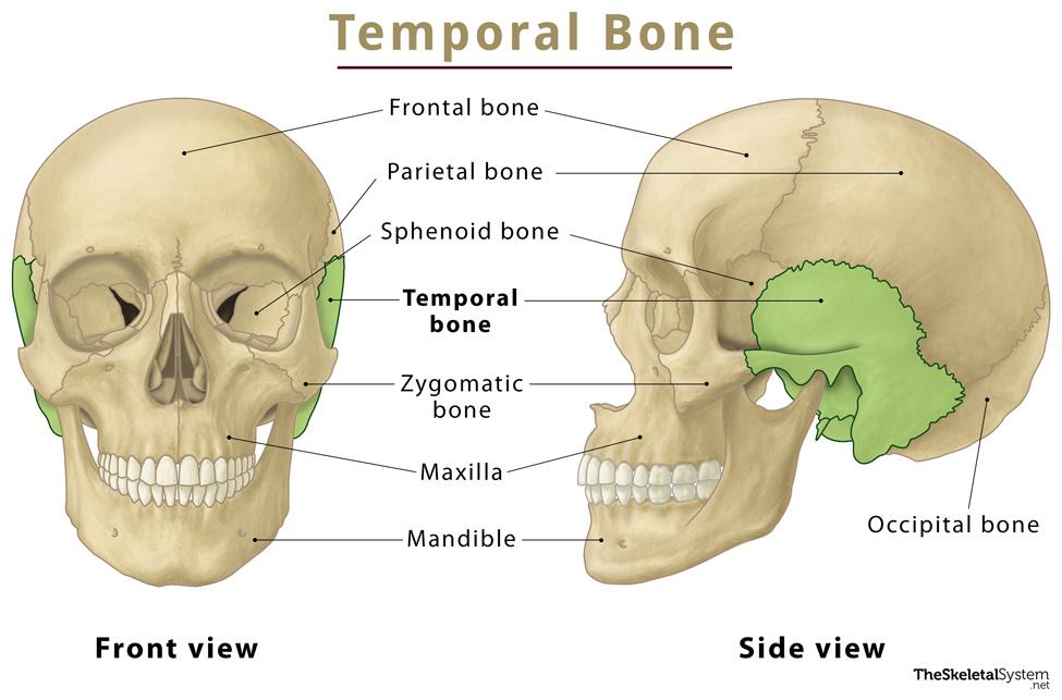 The Middle Ear - Parts - Bones - Muscles - TeachMeAnatomy