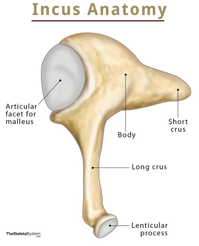 Stapes – Functions, Location, Anatomy, & Diagram