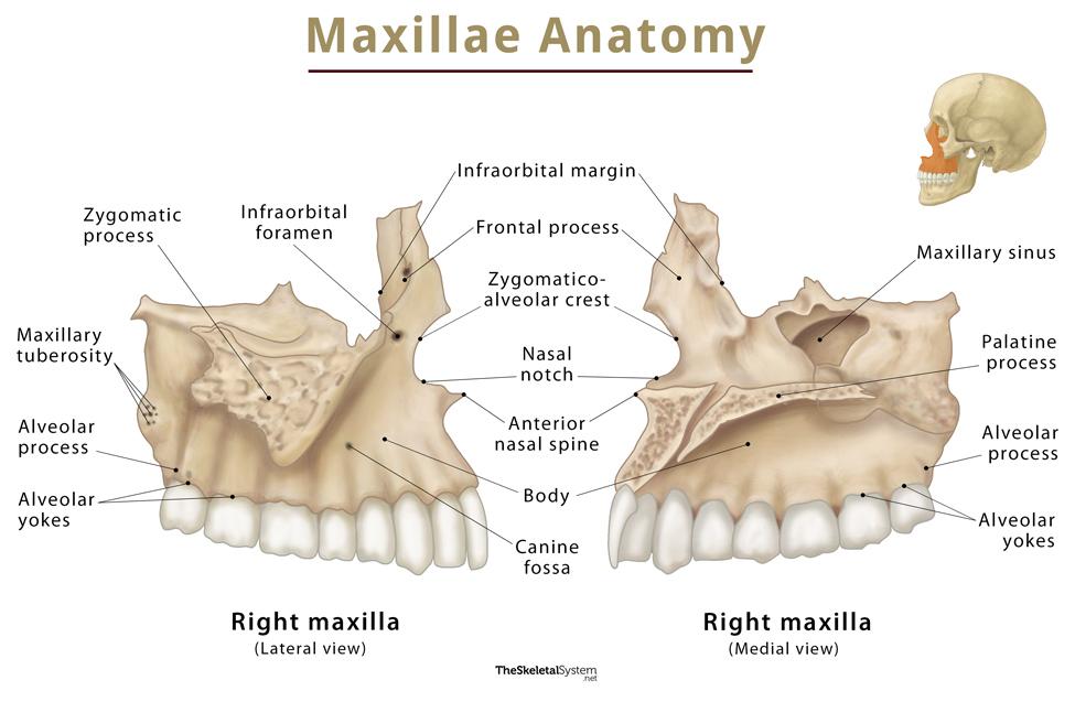 zygomatic bone maxillary process