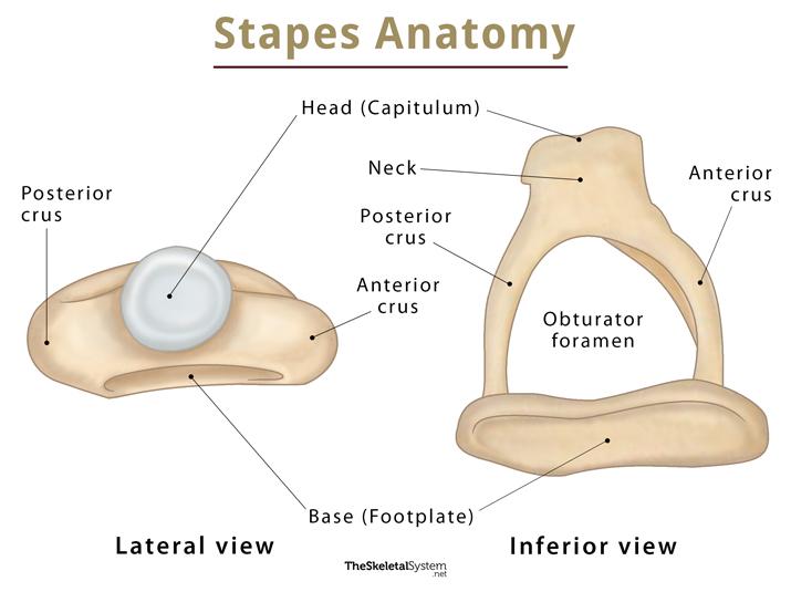 Stapes – Functions, Location, Anatomy, & Diagram