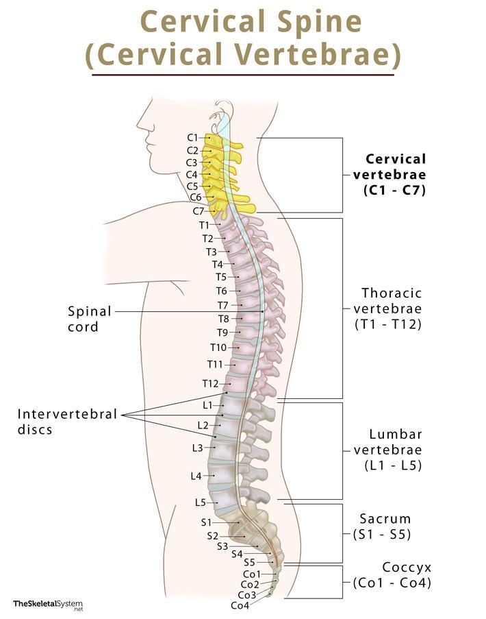 Cervical Vertebrae (Cervical Spine) – Anatomy, Function, & Diagram
