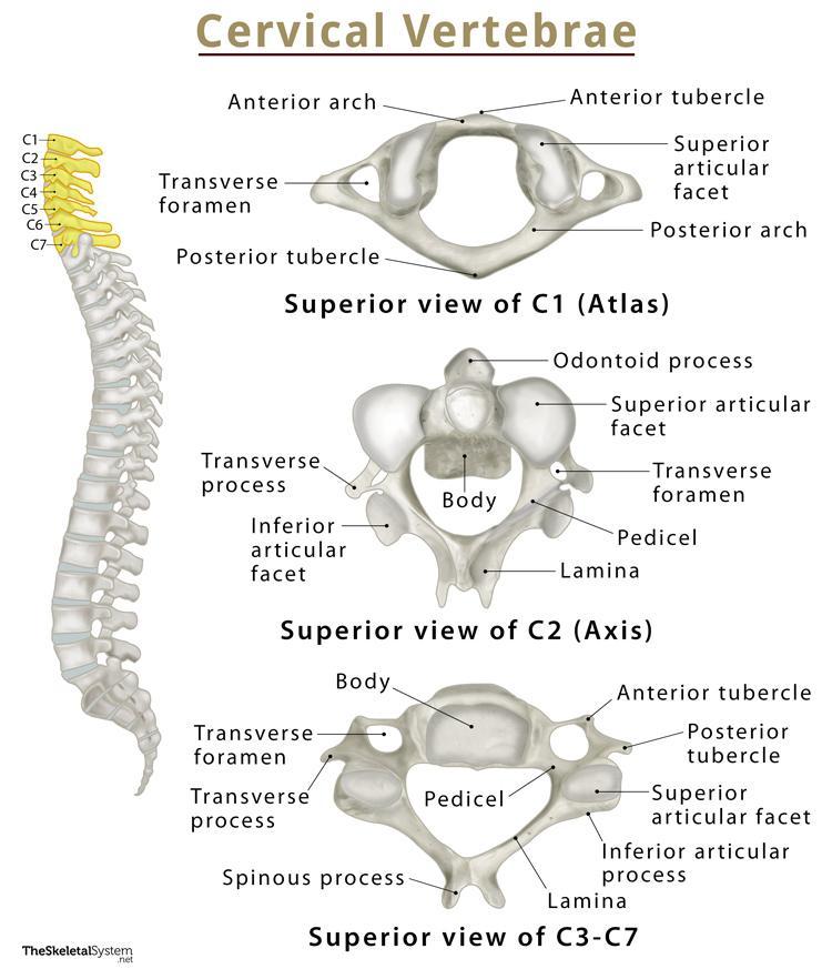 Vertebrae Anatomy