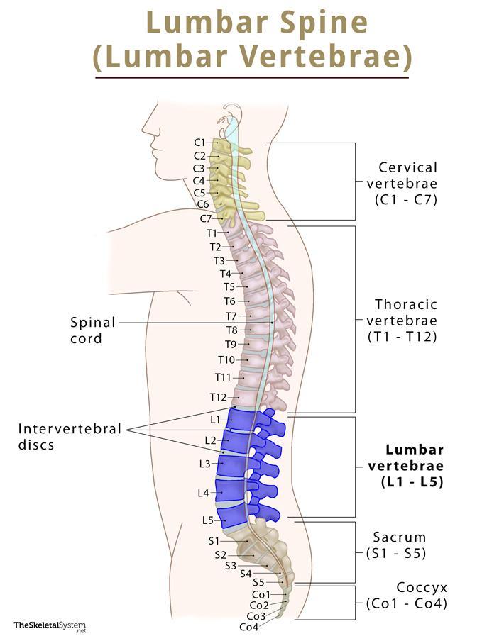 The Next 3 Things To Immediately Do About Unlock Your Spine Reviews