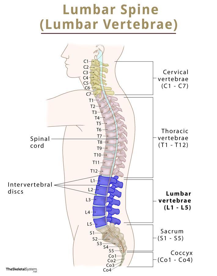 Lumbar Vertebrae (Lumbar Spine) – Anatomy, Location, & Diagram