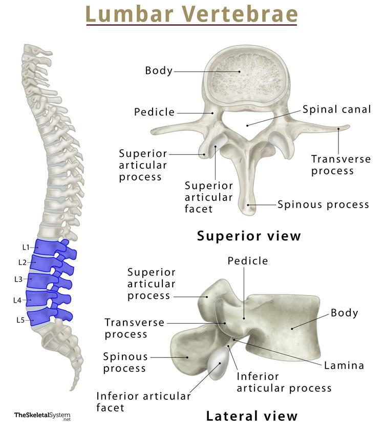 Sacral Vertebrae Diagram