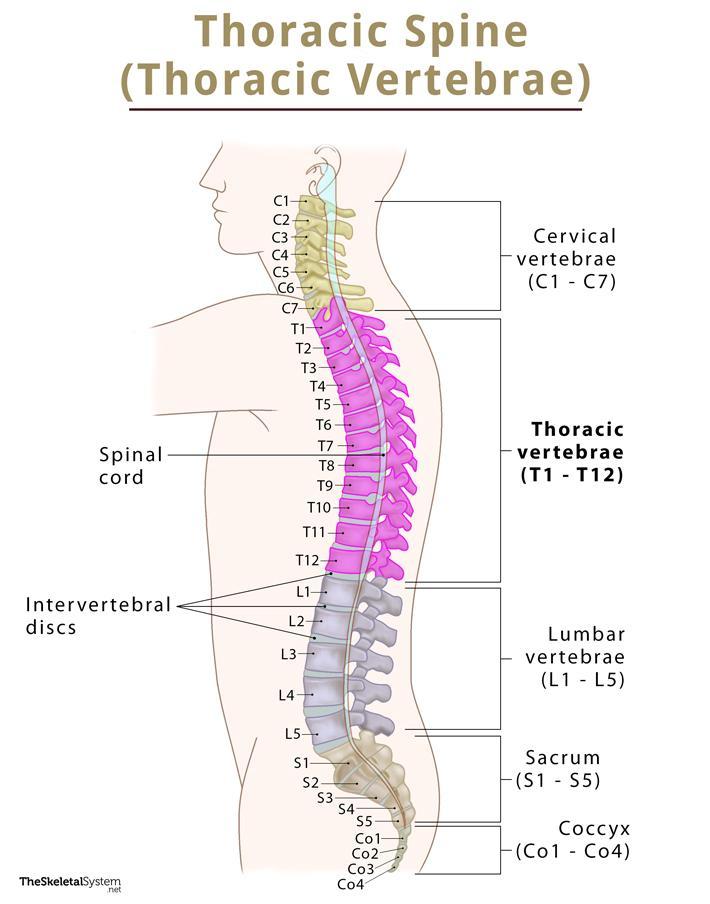 Thoracic Vertebrae (Thoracic Spine) – Anatomy & Labeled Diagram