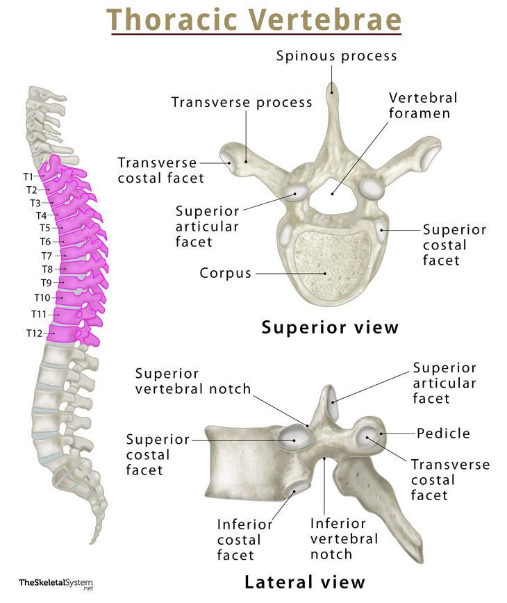 vertebrae anatomy