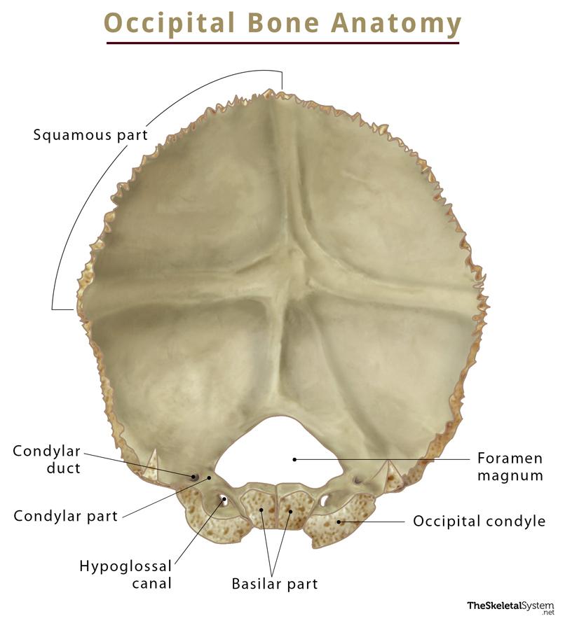 Occipital Bone Anatomy Location Functions And Diagram