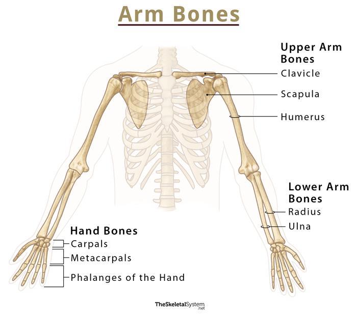 Bones of the Arm - List of Names, With Labeled Diagrams